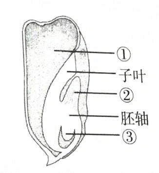 右图是玉米种子结构模式图,其中能够发育成芽的结构是() a.①胚乳 b.