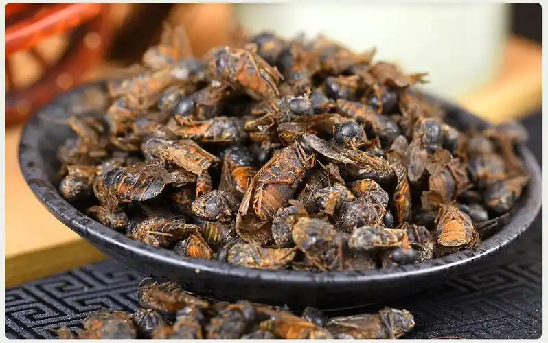 逸参堂 牛虻虫 蜚虻 牛氓虫 牛苍蝇 牛牤虫 100克