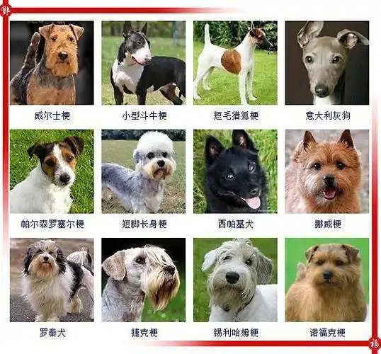 下面这些狗狗抹去名字后你能认出几种认出50种以上才敢称行家