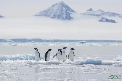 南极浮冰上的阿德利企鹅