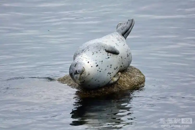 摄影师拍下海豹"捧腹大笑"全程