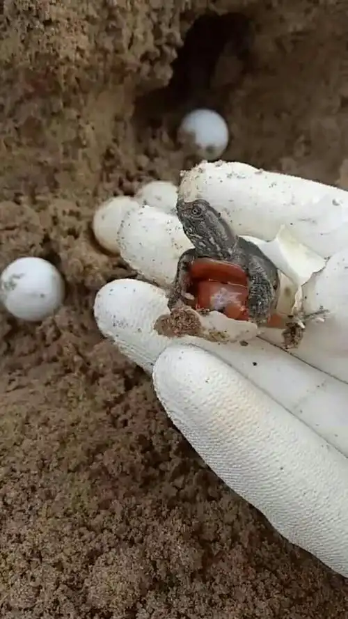 刚刚出生的小乌龟!