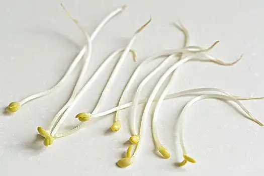 豆芽图片_豆芽图片大全_豆芽图片素材