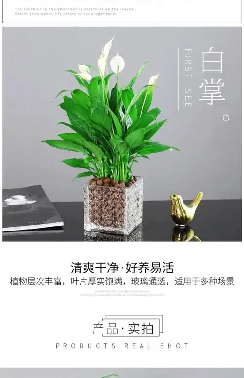 红掌白掌盆栽年宵花卉植物室内好养水培一帆风顺水养四季常青绿植