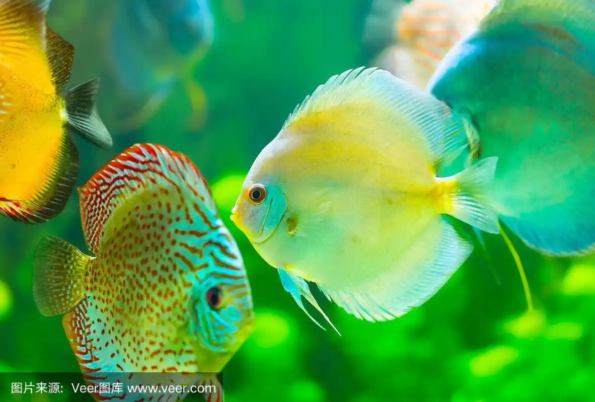 热带鱼