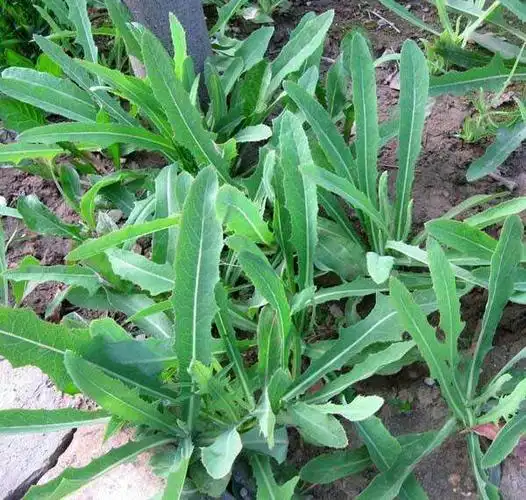 苦菜,是人们喜爱吃的一种野菜,我们家乡叫甜菊.