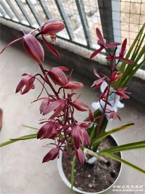 蕙兰中国红引种成功