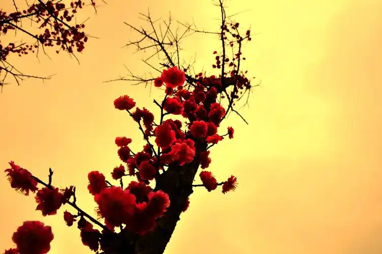 冲天梅 推荐图片 尚图坊国际摄影-尚图坊影像