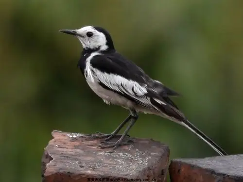 拍到怪异小鸟,求识鸟人.