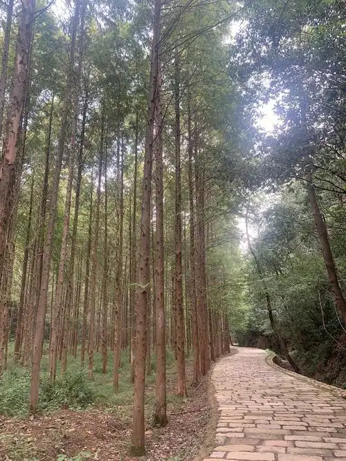 8月打卡小格里森林公园