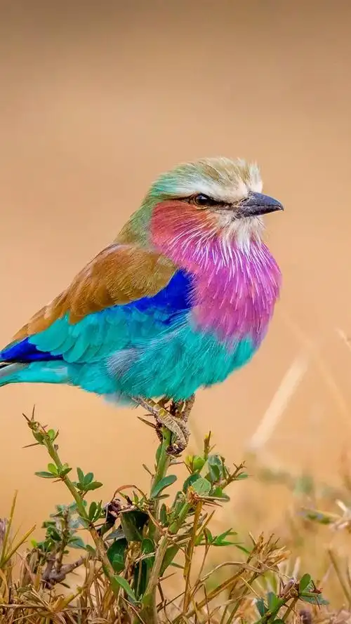 iphone 壁纸 彩虹羽毛的鸟,五颜六色