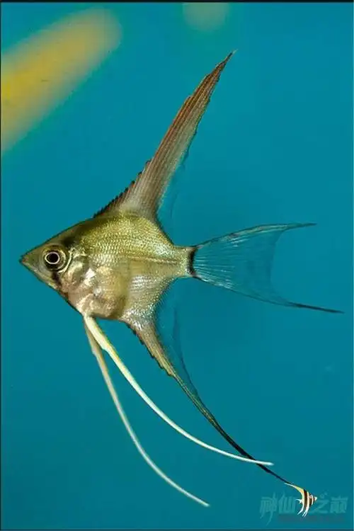 燕鱼- 神仙鱼玩家 - 龙巅神仙鱼