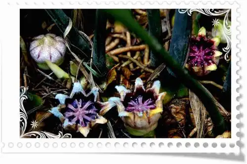 主题:一叶兰花开分外妍