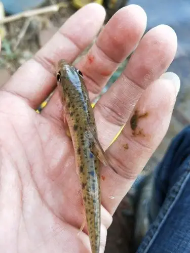头次钓到这种鱼 当地叫沙沟鱼 也是一种意外的惊喜 又为钓鱼人生增添