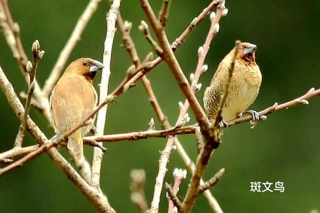 雀形目鸟61梅花雀科(2种)#野生鸟类摄影  - 抖音