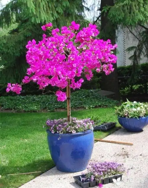 家养盆栽三角梅,夏天"遮阳"到底有必要吗?