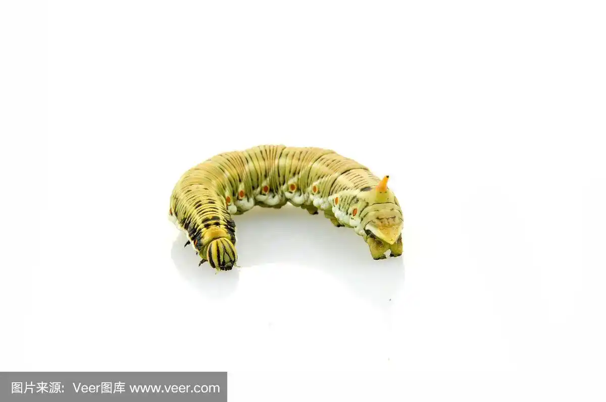 白色背景上的蚕蛾幼虫
