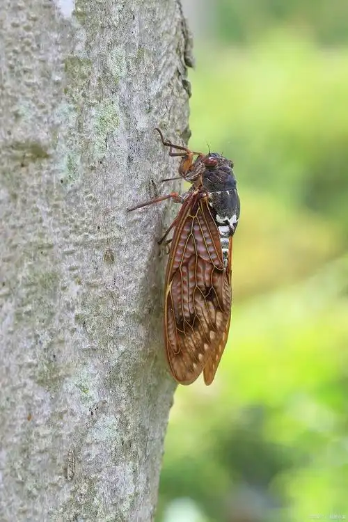 知了是益虫还是害虫