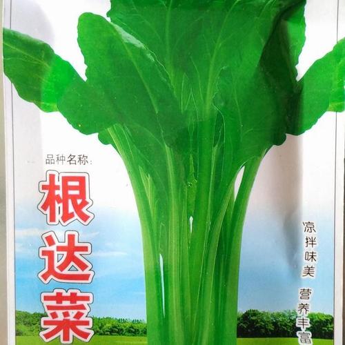 君达菜种子根达菜种子 播蔬菜种子牛皮菜 莙荙菜君达菜易种四季播