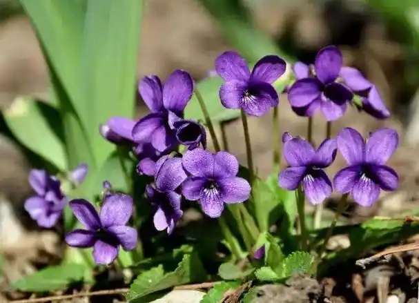 p>紫花地丁(学名: i>viola philippica /i>),别名野堇菜,光瓣堇菜等.