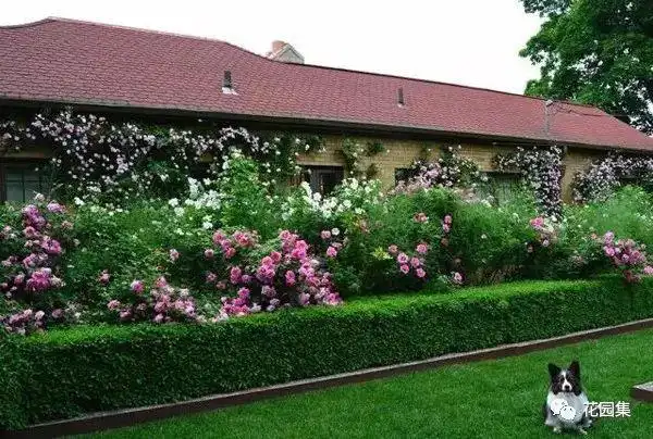 顶棚植物,一般选常绿,矮小,浅根的花灌木和竹类.