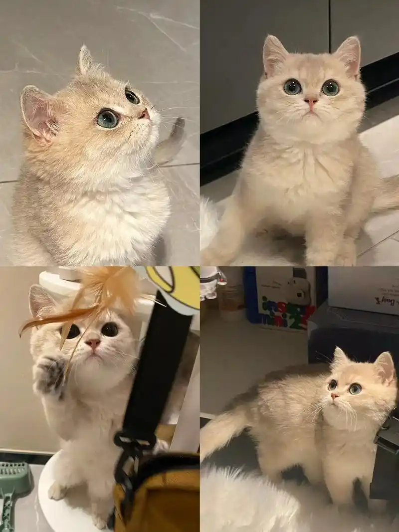 蓝金渐层猫三个月左右,己经会自己吃了, 现在吃的是幼猫粮了