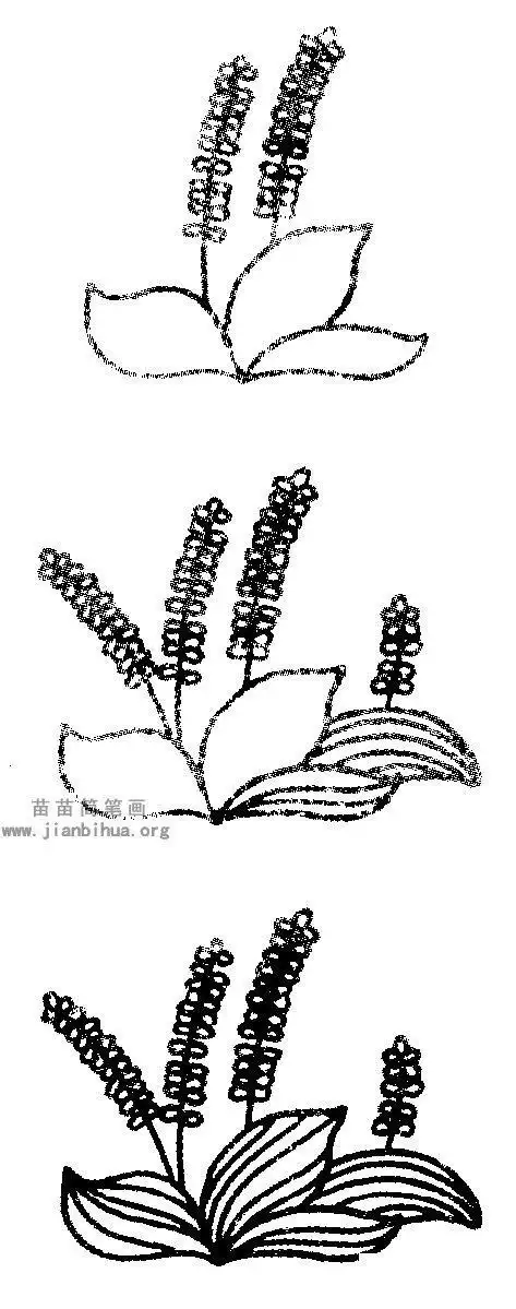 一串红的花怎么画简笔画