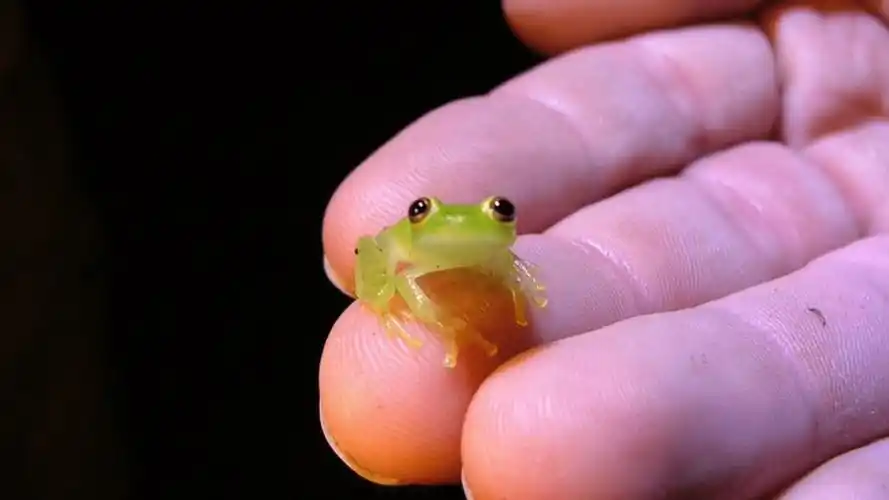 最没有"隐私"的小动物,一眼便看到"内心"的玻璃蛙_小蝌蚪_青蛙_叫声