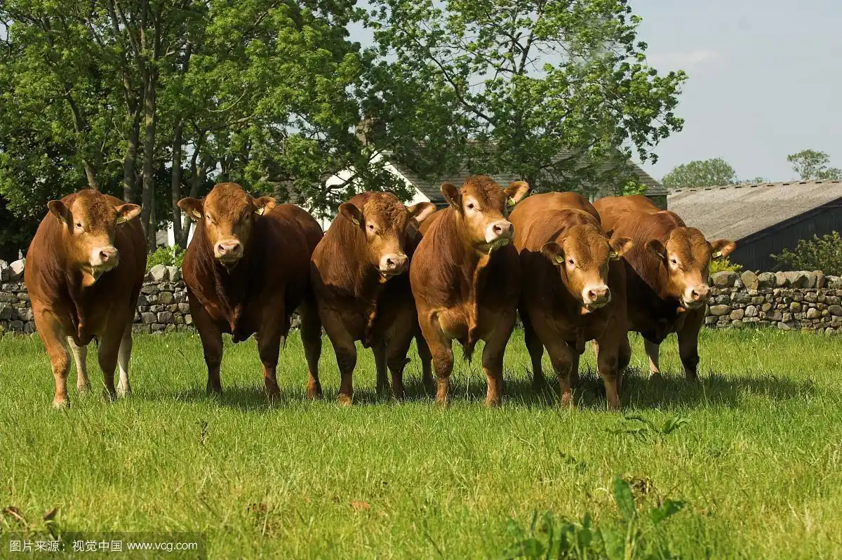 家养牛,利木赞年轻的纯种公牛,群站在田野,英国,欧洲