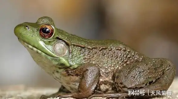 海蟾蜍毒性很大它们身上有一对大如硬币的毒腺,遇到敌人就会喷出毒液