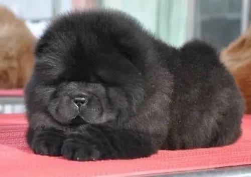 专业繁殖 纯种松狮犬 售后签协议质保终身 纯正血统