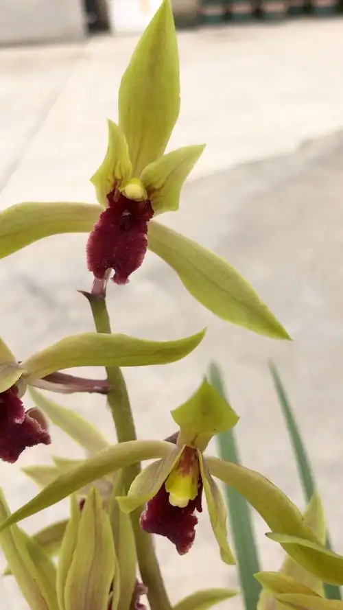 兰花#蕙兰红舌浓香#室内绿植花卉