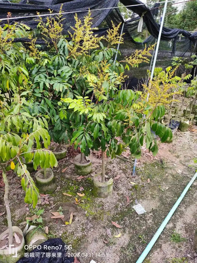 石硖龙眼苗   三公分石硖龙眼开花大苗有二十来棵,都爆花了 - 抖音