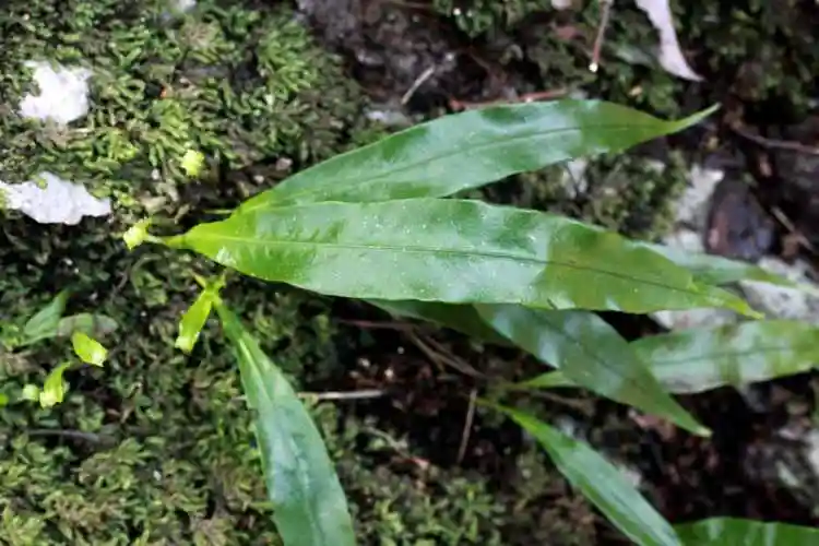 江南星蕨水龙骨科盾蕨属