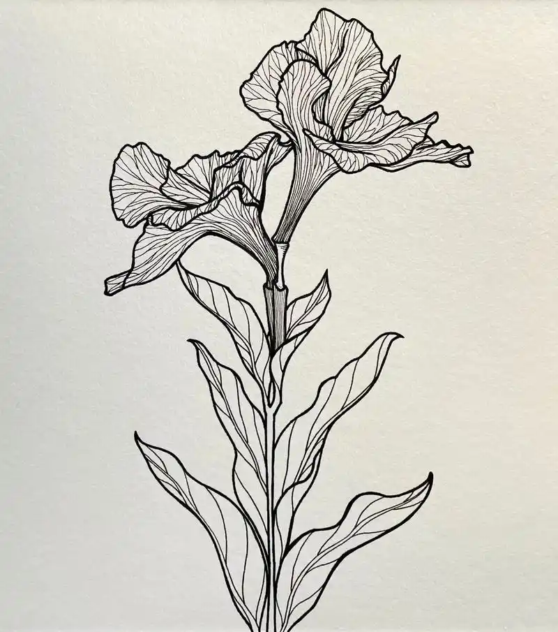 美人蕉 线描画.#每天一画 #绘画分享 #画画打卡 #最近画 - 抖音