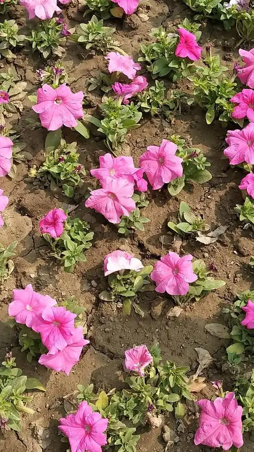 清明时节怀念父亲