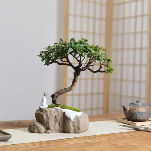 造型老桩观叶红芽头雀梅盆栽茶桌办公室书房室内绿植中国古典盆景