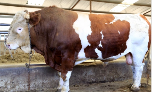 西门塔尔牛简介