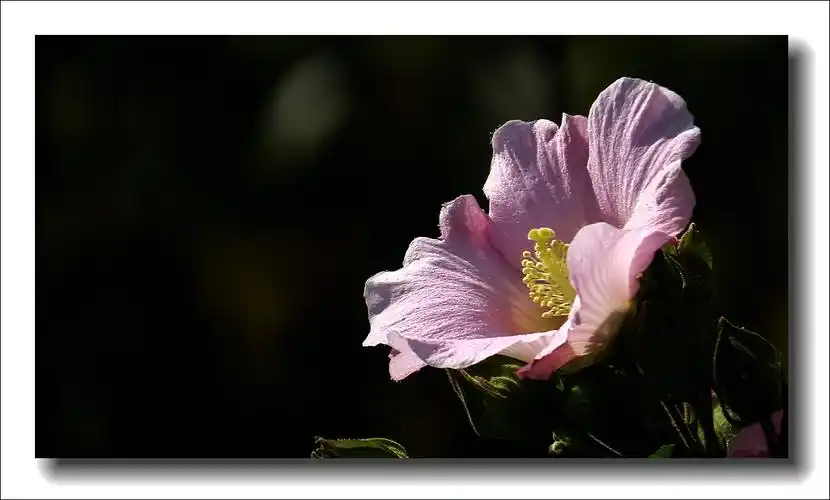 粉色单瓣木芙蓉