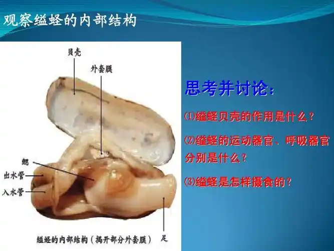 2014年人教版八年级上《软体动物和节肢动物》ppt 观察缢蛏的内部结构