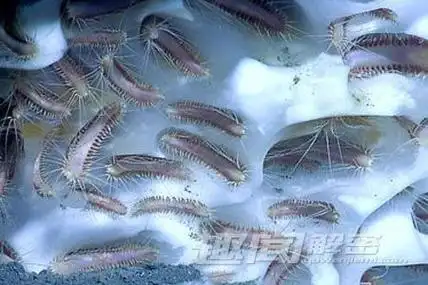 地球上惟一冻不死的动物极地冰虫