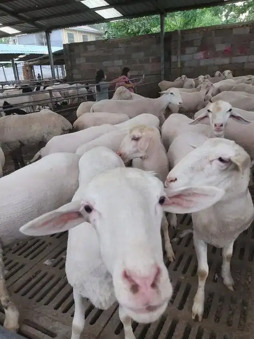 杜泊羊 白头杜波