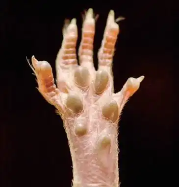 创卫检查常见鼠迹与鉴别