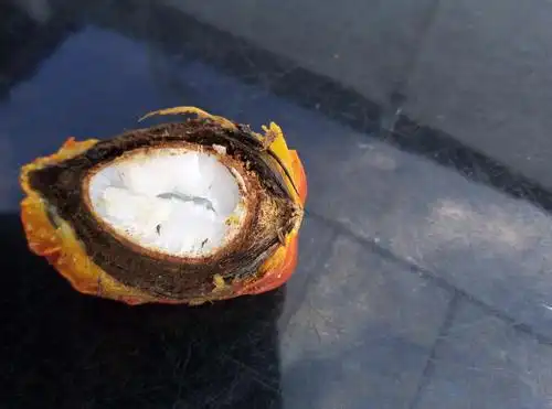 真槟榔和假槟榔实图.