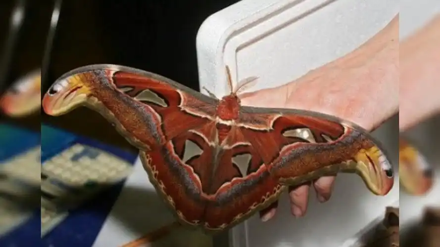 世界上最大的飞蛾,比人手还要大,网友:你确定不是成精了?