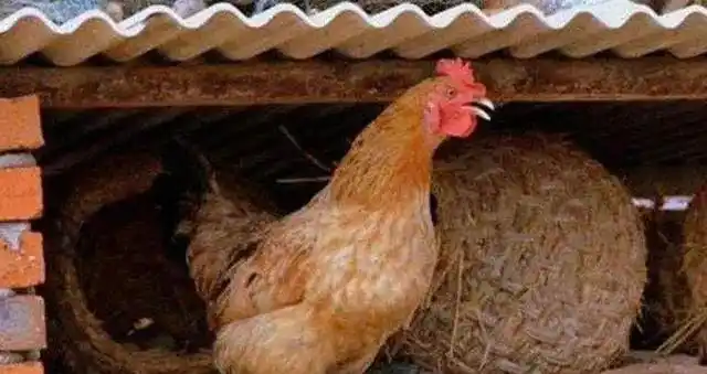 为什么母鸡下蛋后咯咯咯叫呢这是在炫耀吗