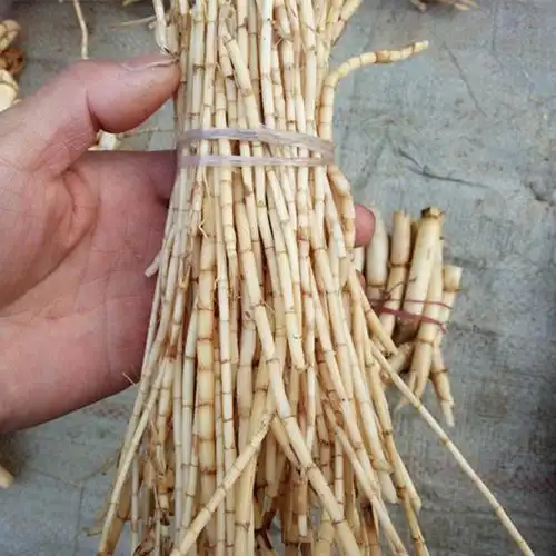 农聚源鲜茅根500g白茅根毛根新鲜蔬菜as