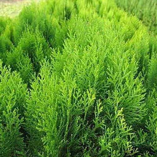 曼杉园 侧柏树苗 扁柏树松柏庭院绿化叶绿化苗木陵园墓地矿荒山造林 2