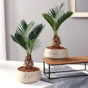 铁树菠萝铁风水旺宅旺财挡煞化灾家庭绿化植物盆景盆栽花净化空气