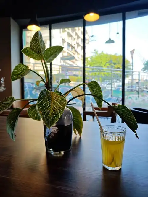 咖啡馆一角,悠闲时光